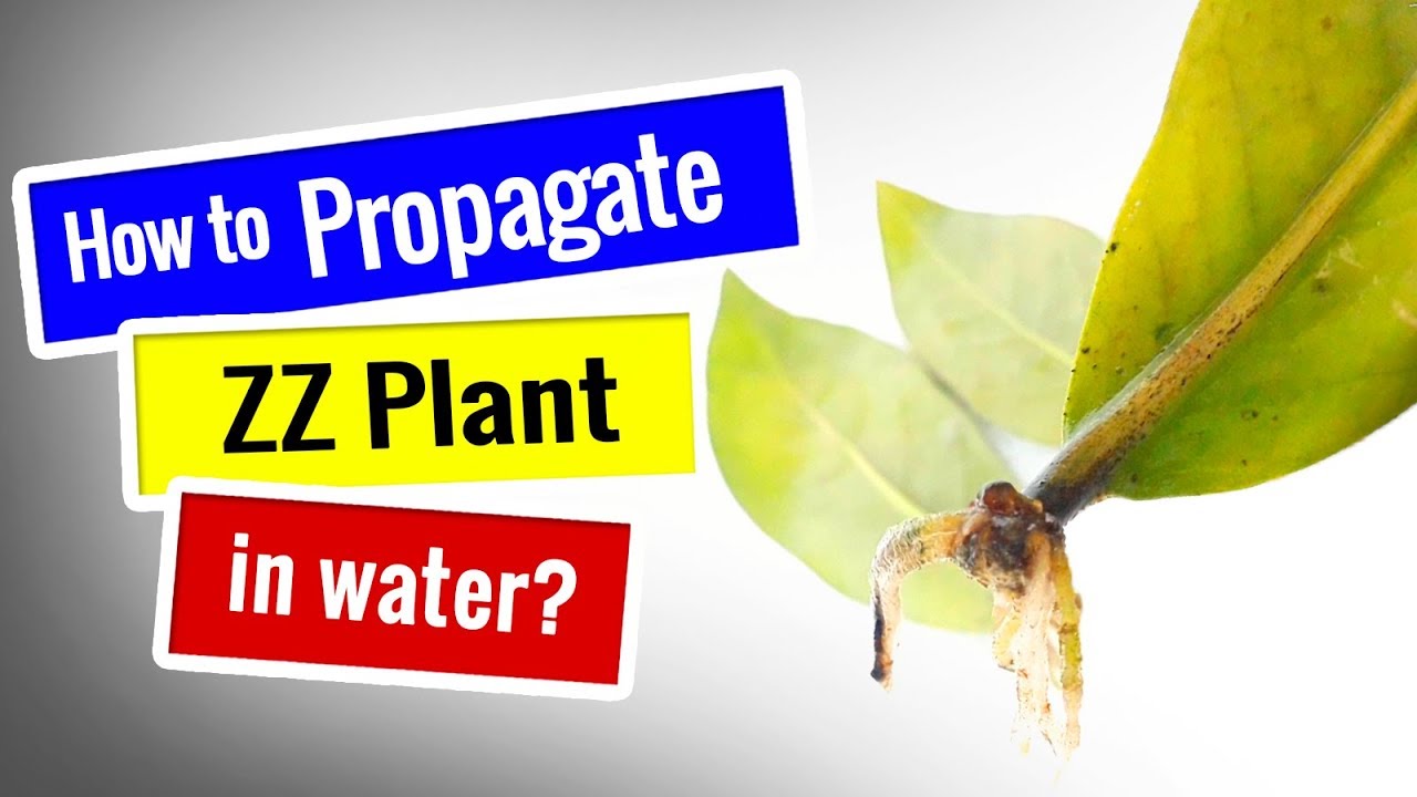SUCCULENT PROPAGATION | ZZ Plant Propagation in WATER 
