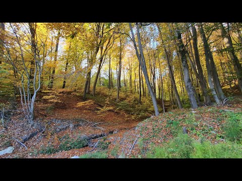 Video: Cum Să Ieși Din Pădure