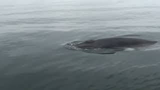 Minke Whale by Steve Evans 662 views 7 months ago 1 minute, 40 seconds
