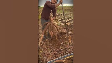 techniques and skills for pulling out cassava using only simple tools #shorts