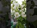 আজ বাগানবিলাসের সাথে আমার কিছু অনুভূতিরা..,#baganbilas  #gardening #feelings  #ytvideo