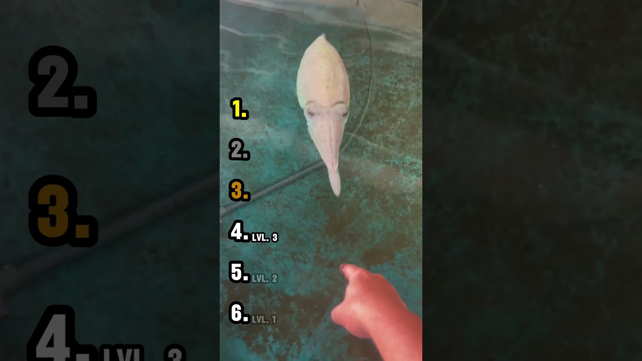 RANKING THE BEST OCTOPUS MOMENTS