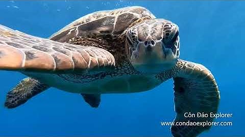 Côn Đảo - Thiên Đường Giữa Biển Đông