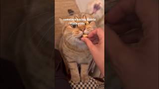 Comelnya Kucing-Kucing Nabila Huda. Geram Tengok