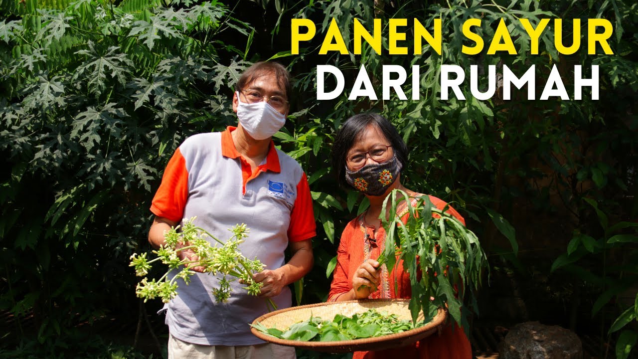 Sayur Sehat dari Rumah