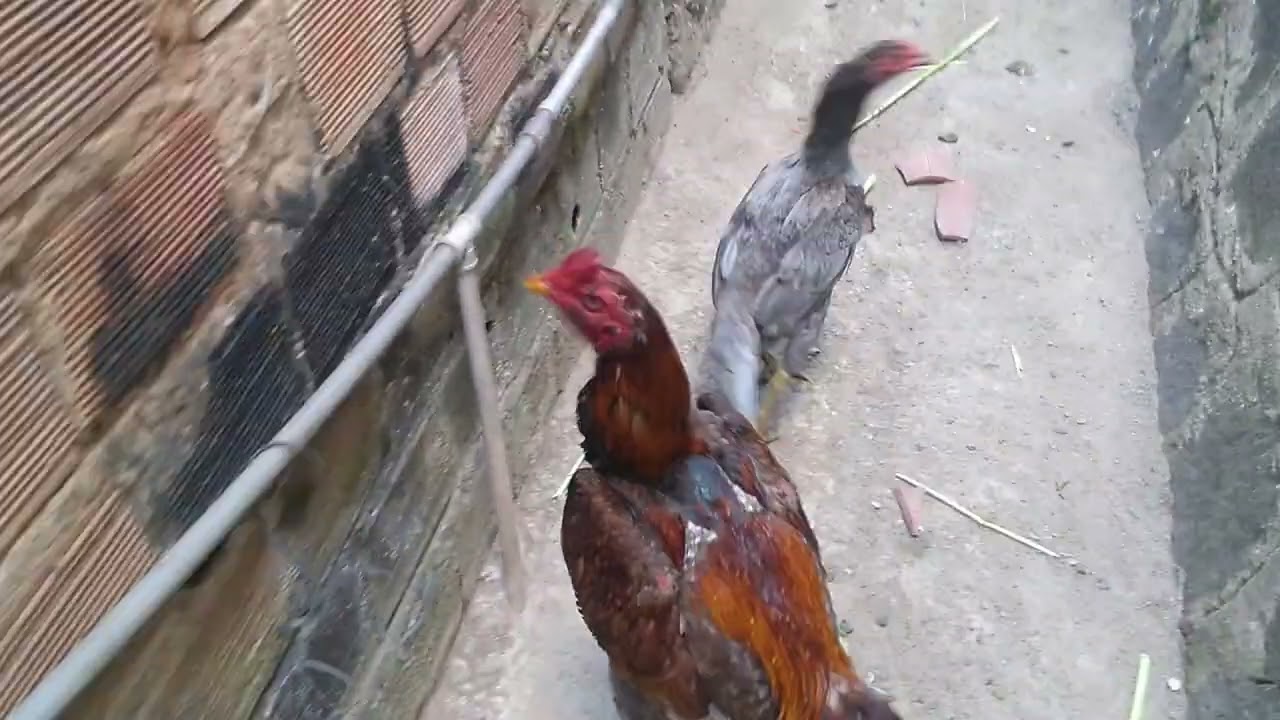 galinhas e galos brasileiros