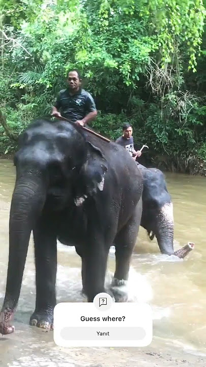 #savetheworld #elephant #asia #alabama