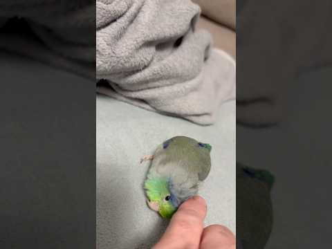 #pacificparrotlet #forpus #forpuscoelestis