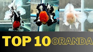 Oranda goldfish farm tour in philippines top 10 oranda goldfishes by Dog Show World 125 views 3 months ago 10 minutes, 29 seconds