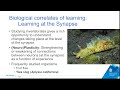Understanding Neuroplasticity thru Neurochemical Activities in the Sea Slug