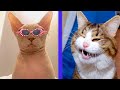 BEST CAT MEMES COMPILATION OF 2021 PART 38 (FUNNY CATS)