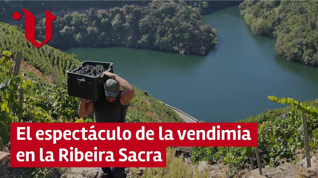 🍇 El espectáculo de la vendimia heroica en la Ribeira Sacra
