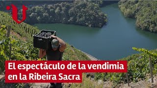 🍇 El espectáculo de la vendimia heroica en la Ribeira Sacra
