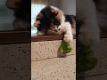 Коте против Перца 😂 #shortvideo #прикольныекоты #кот #котики #приколы
