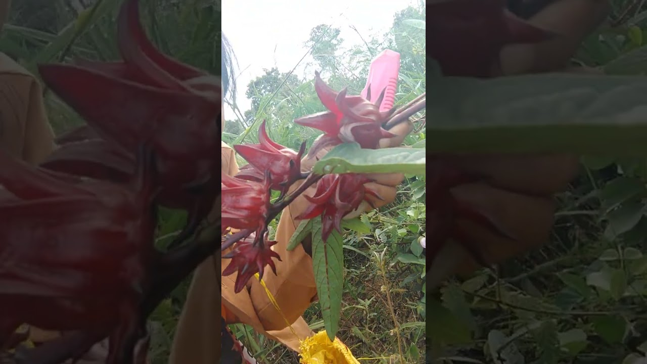 ไปดูกระเจี๊ยบแดงกันค่ะ ราคามาแรงมากปีนี้