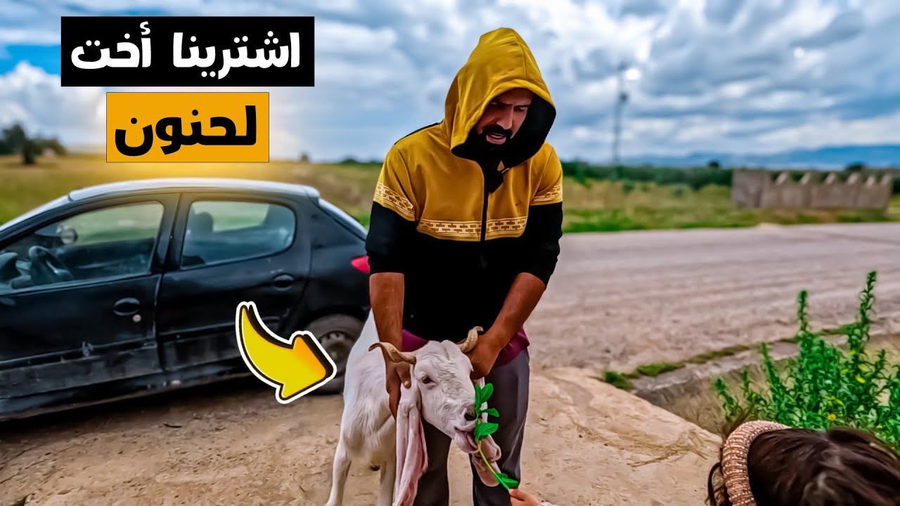 كيف كبرت كتاكيت البراهما العملاقة خلال أسابيع! 🐣⏳ تطور مذهل!