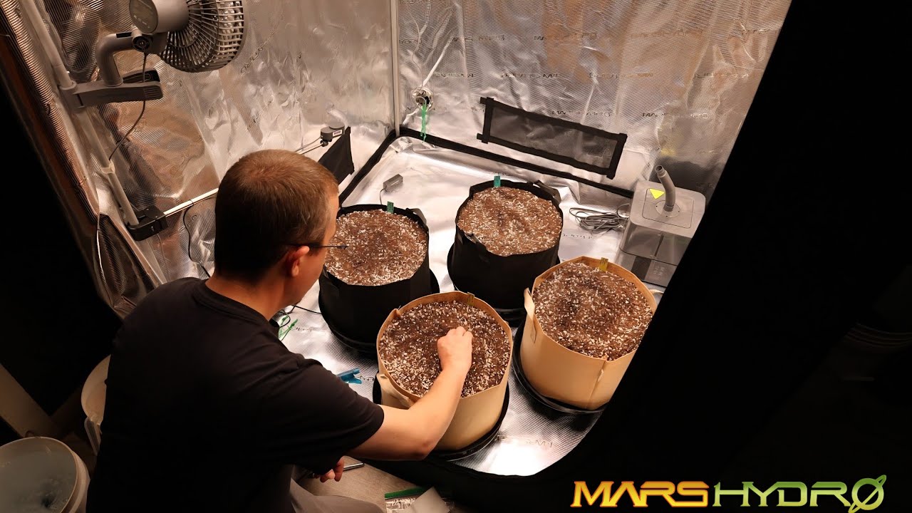 Dr. Earth против Gaia Green - День 2 автогонок | Mars Hydro FC4800 EVO с ADLITE