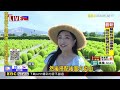 最新》 萬株波波草軟萌爆發！ 中社花市端午賞花夯@newsebc