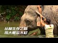丛林生存之路 象夫骑着大象运木材 有人开古董车往深山里送货 丛林生存之路 象夫骑着大象运木材 有人开古董车往深山里送货