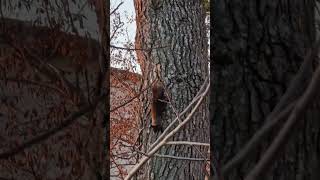 Scoiattolo Perde La Noce E Brontola...