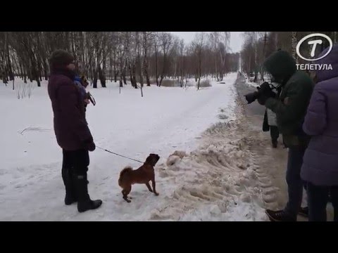 В тульском парке проверили, как выгуливают собак