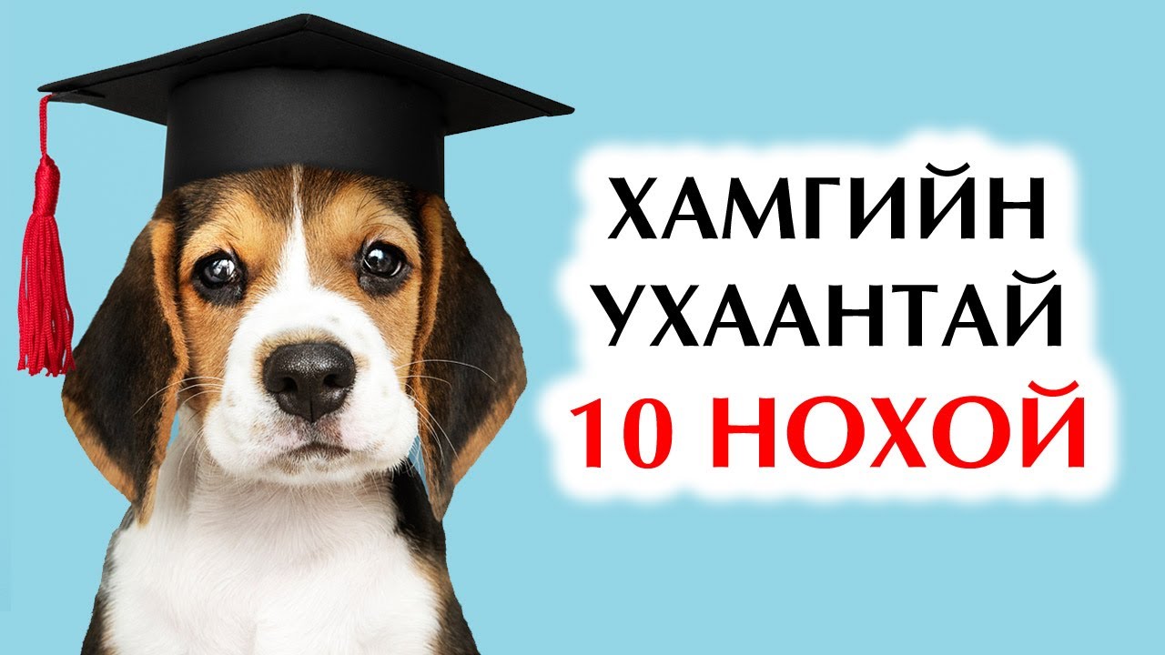 Дэлхийн хамгийн ухаалаг 10 нохойн үүлдэр🐶🐕🐩
