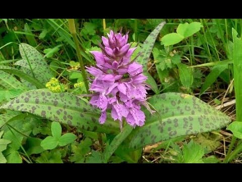 ორქიდეომანია # საქართველოს ორქიდეა, ჯადვარი გუგულის კაბა, Dactylorhiza