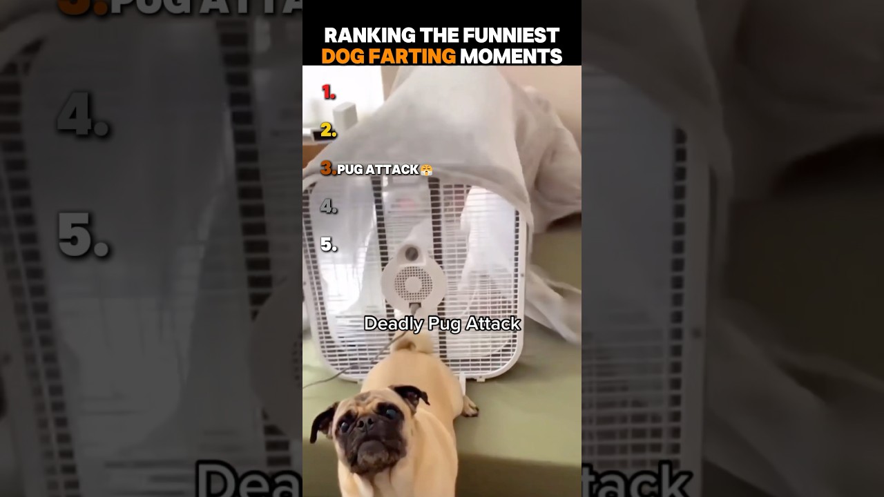 Ranking The Funniest Dog Farting Moments