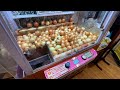 Japanese Food Tour on the Hilarious Onion Island of Japan