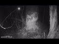 Бобер точит дерево перед сном. Beaver Chewing Tree Trunk.