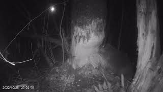Бобер точит дерево перед сном. Beaver Chewing Tree Trunk.