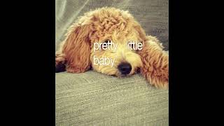 #puppy #lifeisbutadream #goldenretreivers #goldendoodle #goldendoodle #ihavethisthing #cute #pets