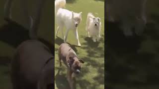 This “Aggressive” Dog Wasn’t Aggressive 😳