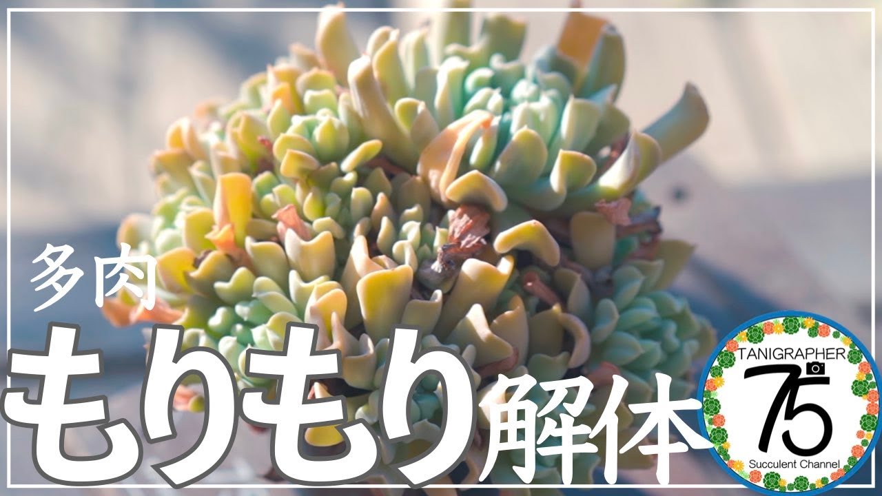 Succulents] Let's separate a cluster of succulents! Stay tuned to