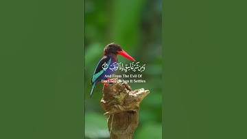 رعد الكردي | تلاوة خاشعة لسورة الفلق 🌙
