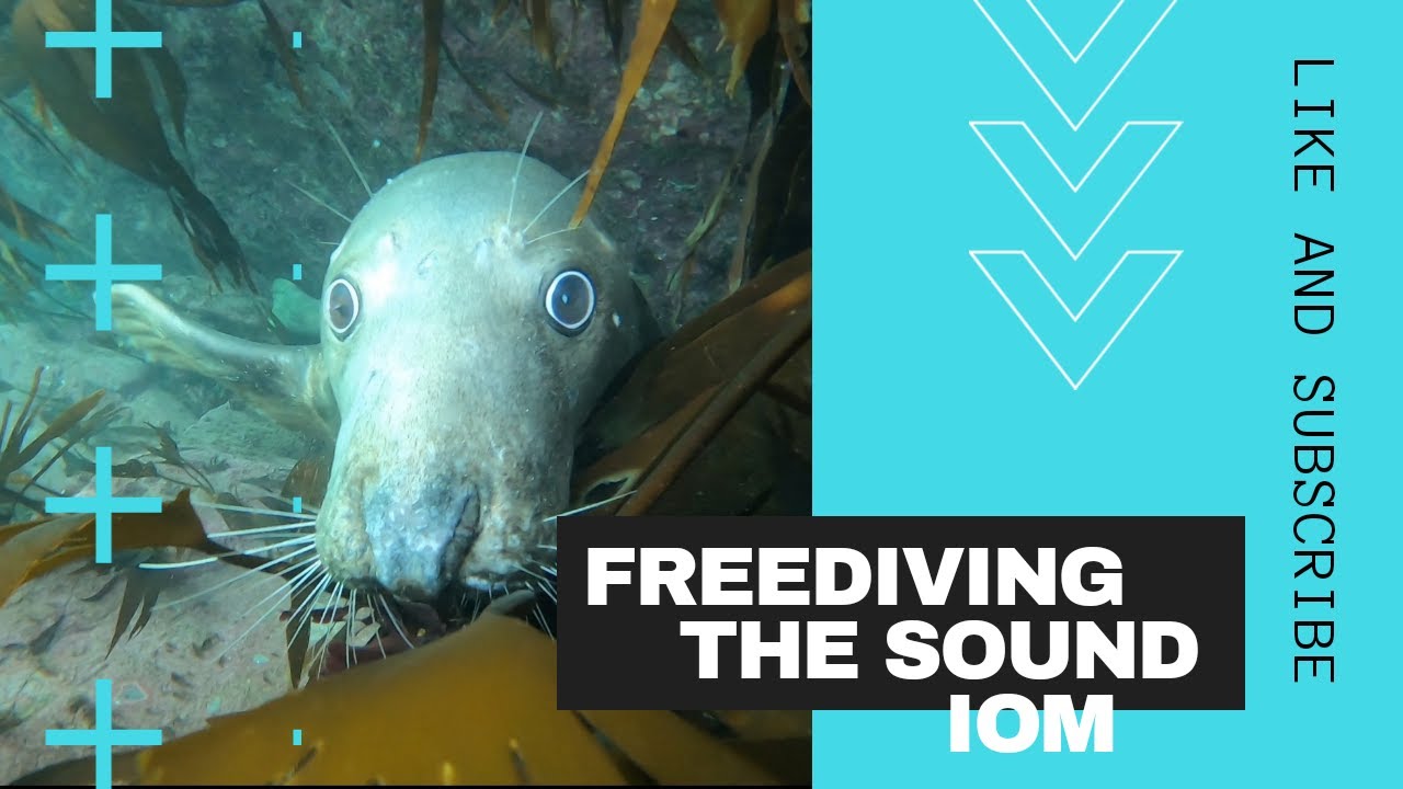 Free Diving The Sound with Seals IOM