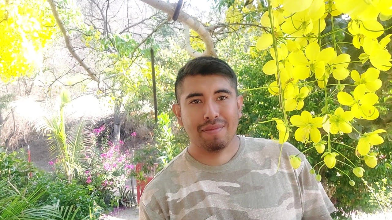 Árbol lluvia de Oro, Floración Parte 1 Respuesta a dudas más comúnes. [Cassia Fistula]