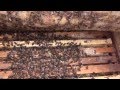 Пчелы зимой  Осмотр пчел 29 января в связи с неожиданным потеплением Bees in winter