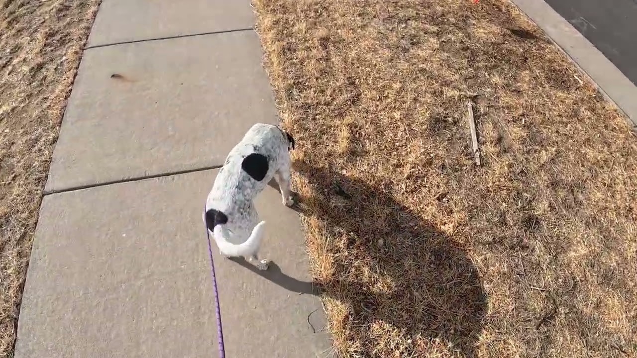 Ramona and Brett Morning Run on Mar 01, 2026