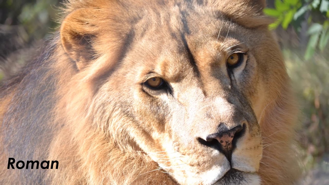 Giving Tuesday at Carolina Tiger Rescue - YouTube