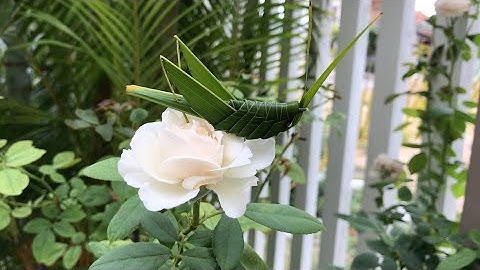 Hướng dẫn làm con cào cào bằng lá dừa nước (How to make a Grasshopper)