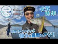 【釣り時季】呼子のデイアジング　狙うは良型のアジ!