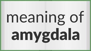 Amygdala | meaning of Amygdala