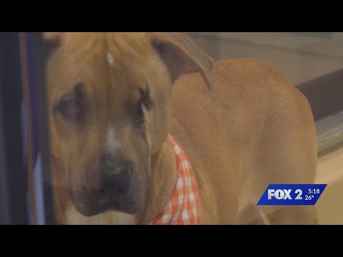 St Louis County waives animal adoption fees for first time