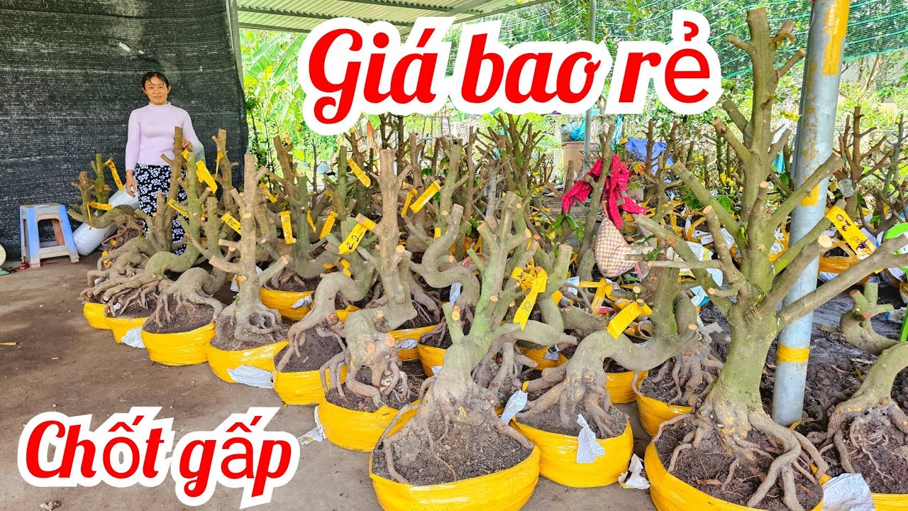Chị Vân📲 0369116270 mai giảo Thủ Đức đế đẹp giá rẻ 9/3 Chợ Gạo (@Maivàng Quê Dừa)