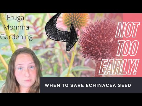 Vidéo: Échinacée à tête grise : comment planter des graines d'échinacée à tête grise