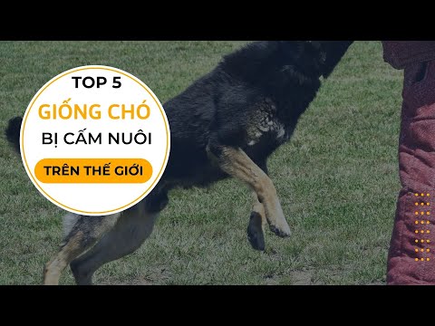 Video: Top 5 giống chó thể thao nhất
