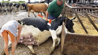 Incredible Hoofs Trimming, Pretty Girl Drive Big Tractor, Modern Milking, Future Farming LIVE STREAM