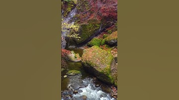 Mind-Blowing Autumn Colors Meet Rushing Mountain Stream #relax #nature