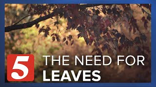 Nashville Food Project wants to turn your fall leaves into compost